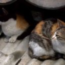 고양이 별 이미지