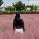 평택낙우회영농조합법인 | 평택 바람새마을 핑크뮬리 명소 10월 초 개화상황 (입장료 있음)