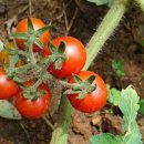 방울 토마토를 재배하는 방법 이미지