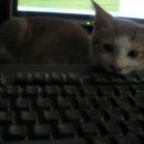 똥꼬발랄 이미지