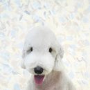 트리밍스튜디오제제 이미지