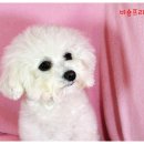 군자애견 이미지