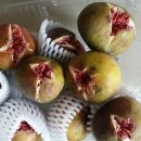 봉래농장 이미지