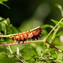 사향제비나비 애벌레 이미지