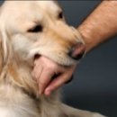 광양동물메디컬센터 이미지