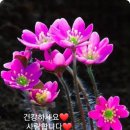 세렌디피티 이미지