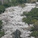 남산 산책로 이미지