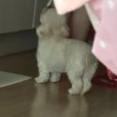김치찜 참잘하는집(병점점) 네이버블로그