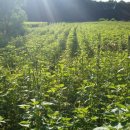 정족2리 이미지