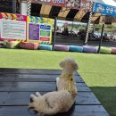 안면카트체험장 | 태안 안면도 가볼만한곳, 아이와 애견동반 가능한 안면카트체험장 후기