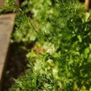 허브지노 이미지