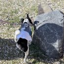 삼성현역사문화공원 | 경산벚꽃이 아름다운 강아지 아이와 함께 산책하기 좋은 대구근교명소 삼성현역사문화공원리뷰