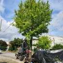 은행나무주유소 이미지