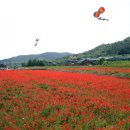 북천꽃단지 이미지