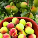 서기농장 이미지