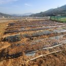 상룡농장 이미지