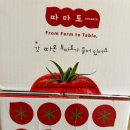 대추농장 | 7년째 재구매! 따옴농장 완속토마토·대추방울토마토 내돈내산 후기｜다이어트·건강식 추천
