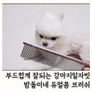 강아지콤빗 강아지빗 추천 밤돌이네 일자빗 듀얼콤 브러쉬