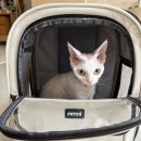 댕댕이 펫카 이미지