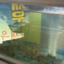 명품새우 | 부산 다대 맛집 | 새우 단맛에 혈당스파이크 올 뻔, 또간집 다대포 명품새우