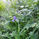 노고단-10 이미지