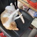 금남멧돼지 이미지