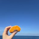 오복상회 | [방문기록] 제주동문시장 과일찹쌀떡 귤모찌 귤찹쌀떡 / 귤인생네컷 /동문시장 노상 공영주차장