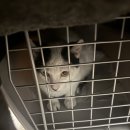 동물보육원 용인지부 이미지