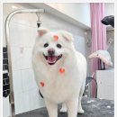 메리몰펫샵(사직점) 이미지