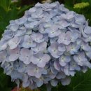 거제도애광원 이미지