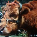 워낭소리 이미지