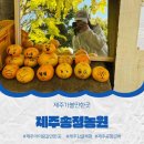 송정농장 | 제주송정농원 12월 귤따기체험 제주공항근처 놀거리 추천