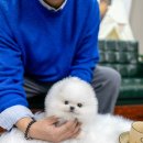 일산 강아지분양 스마트독 이미지