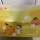 꼼이네 | 제주 천혜향 설날 선물 내 돈 내산 후기｜제주 아 꼼이네 직접 먹어보고 추천