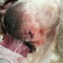 보정동물병원 이미지