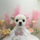 폼#반려견미용실 이미지