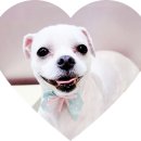 이쁘개 아름답개 이미지