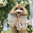 카멜리몽 이미지