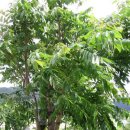 참중나무 이미지