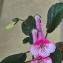 미니스톤 이미지