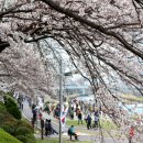 온천천시민공원 동백 이미지