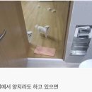 개바라기 이미지