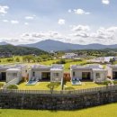 강아지풀 애견 이미지