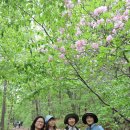 봄날 찾은 무너미계곡-서울대관악수목원, 기똥찬님 깃발 1주년 기념걷기에서 (5. 7 기똥찬님 진행) 이미지