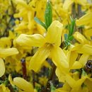 개나리써비스 이미지