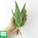주식회사 애기