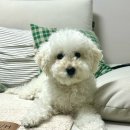 애견미용실 | 금천구 가산동애견미용실 푸들 뽀도독 곰돌이컷 후기