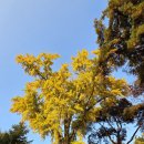 두산1리 | 밀양 죽원재사( 密陽 竹院齋舍) 은행나무