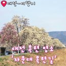 세븐일레븐 대전목련이지점 | 대전 봄나들이 목련꽃 명소 자운대 목련길 솔직 방문 후기 개화현황 주차