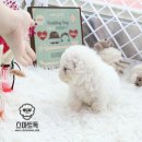 비숑 이미지